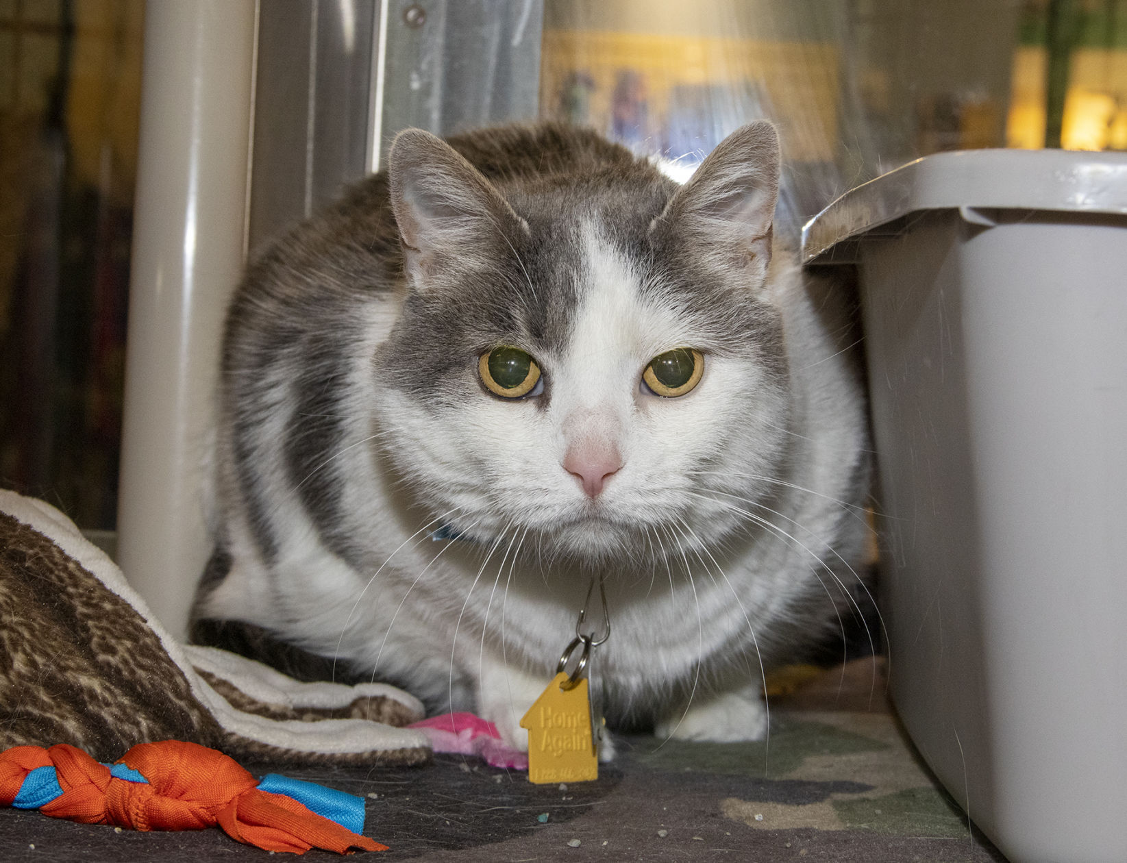 Last week's pet, still available: Saraphina